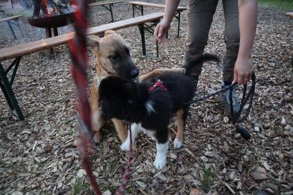 Biergarten im StauferWald zu Göppingen